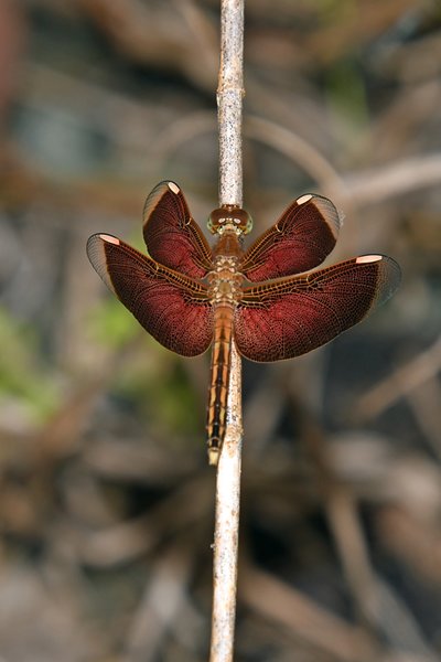Neurothemis stigmatizans op Waigeo, Papoea