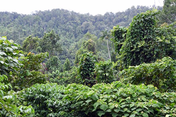 Overdadige jungle op Waigeo, Papoea