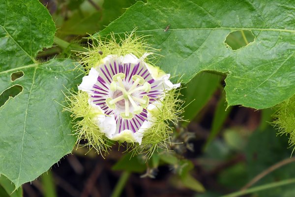 Passiebloem op Waigeo, Papoea