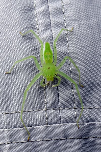Gifgroene spin? op Waigeo, Papoea