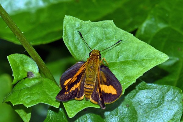Bruin dikkopje (Hesperiidae) op Waigeo, West Papoea
