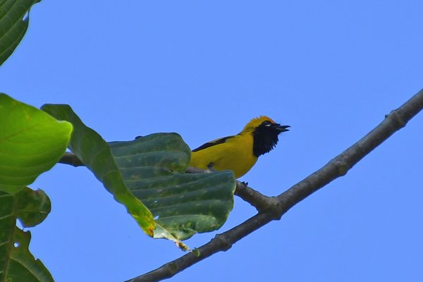 Golden monarch (Goudmonarch) op Waigeo, Papoea