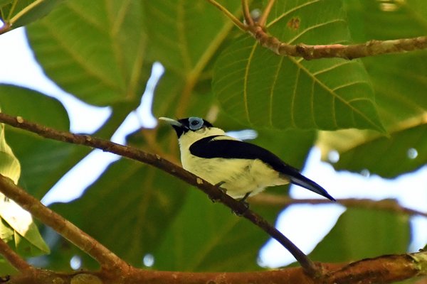 Frilled monarch (Witbuikfranjemonarch) op Waigeo, Papoea