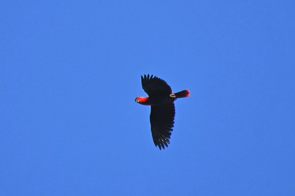 Eclectus Parrot (Edelpapagaai) op Waigeo, Papoea