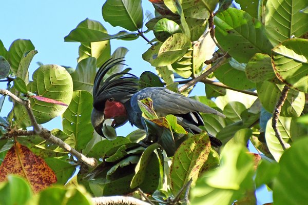 Palmkakatoe op Waigeo, Papoea