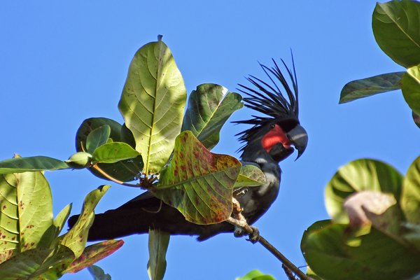 Palmkakatoe op Waigeo, Papoea