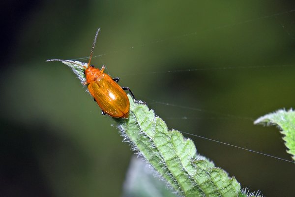 Chrysomelidae bij Sioubri, West Papoea