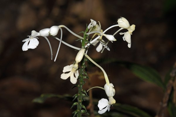 Orchidee bij Malagufuk, Papoea