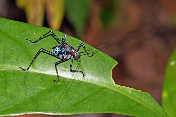 Kleurig insect bij Malagufuk, Papoea