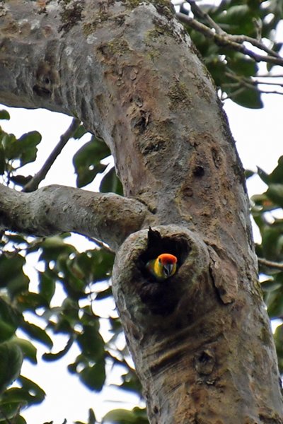 Coconut lorikeet (Regenbooglori) bij Malagufuk, Papoea