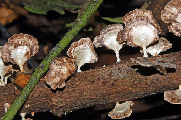 Paddestoelen bij Malagufuk, Papoea