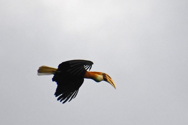 Papuan hornbill (Papoea-jaarvogel) bij Malagufuk, Papoea