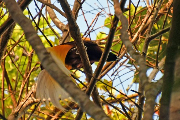 Lesser Bird of Paradise bij Malagufuk, Papoea