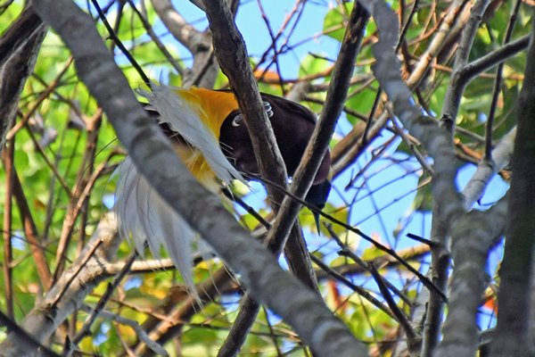 Lesser Bird of Paradise bij Malagufuk, Papoea