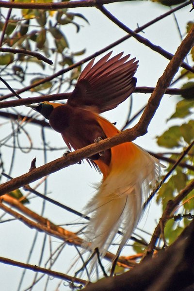 Lesser Bird of Paradise bij Malagufuk, Papoea