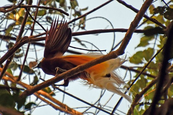Lesser Bird of Paradise bij Malagufuk, Papoea