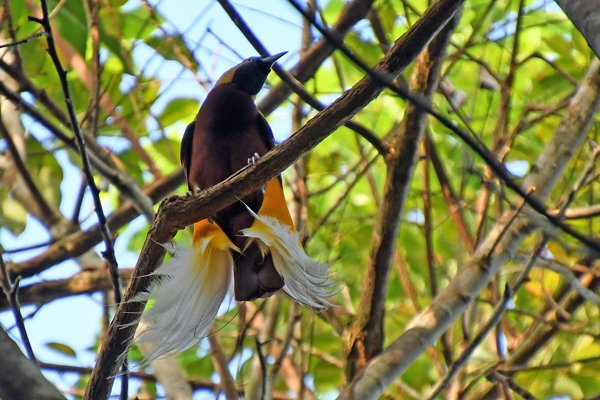 Lesser Bird of Paradise bij Malagufuk, Papoea