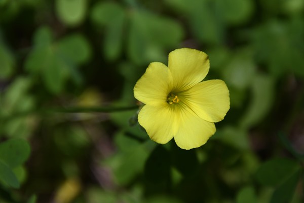 Oxalis pes-caprae