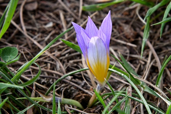 Romulea bulbocodium