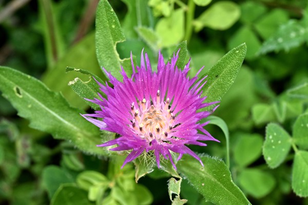 Centaurea iberica