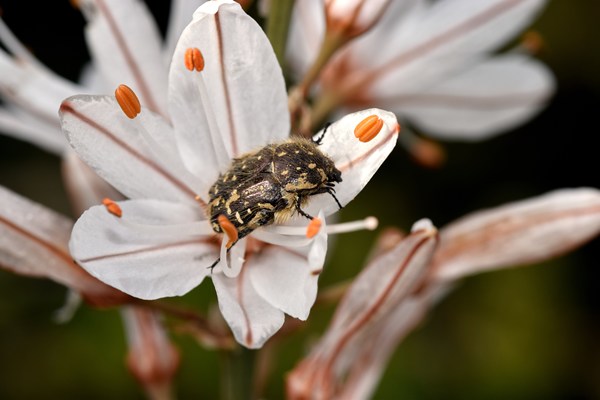 Oxythyrea funesta