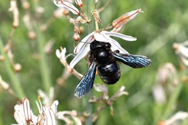 Blauwzwarte houtbij (Xylocopa violacea