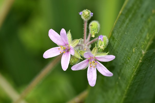 Geranium purpureum