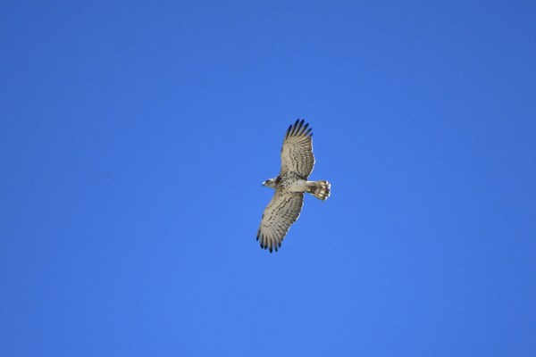 Slangenarend (Short-toed eagle)