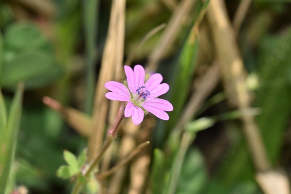 Geranium molle