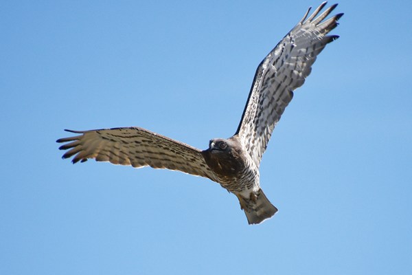 Slangenarend (Short-toed eagle)