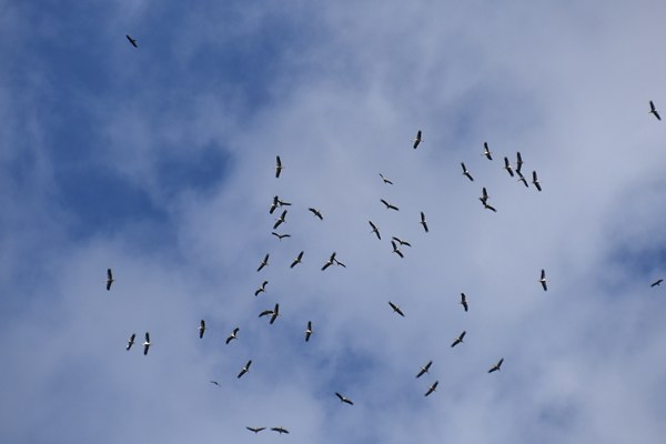 Ooievaars (white storks)