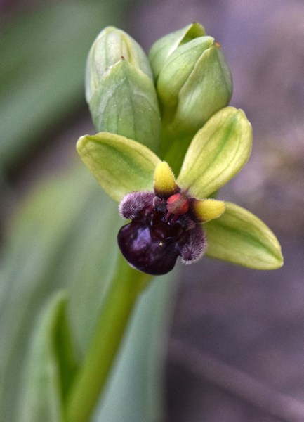 Ophrys bombyliflora