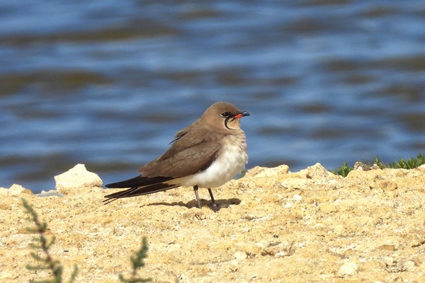 Vorkstaartplevier (Pratincole)