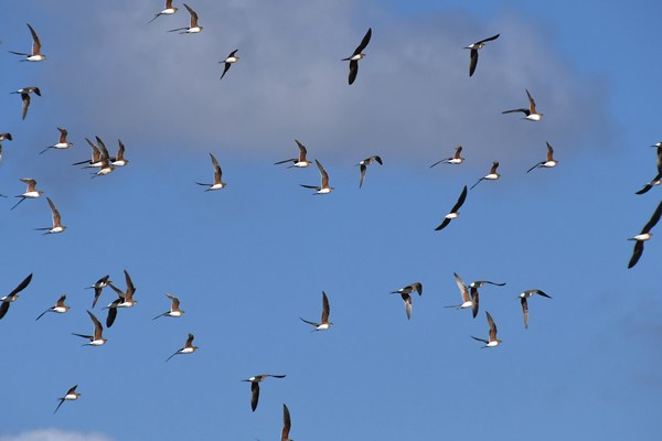 Vorkstaartplevieren (Pratincoles)