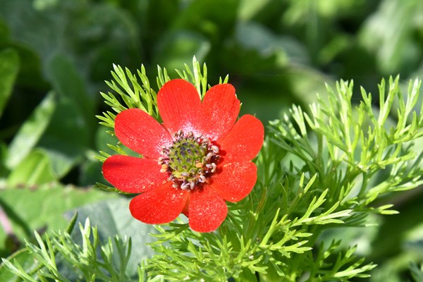 Adonis annua