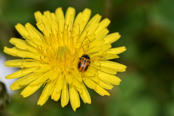 Clytra quadripunctata?