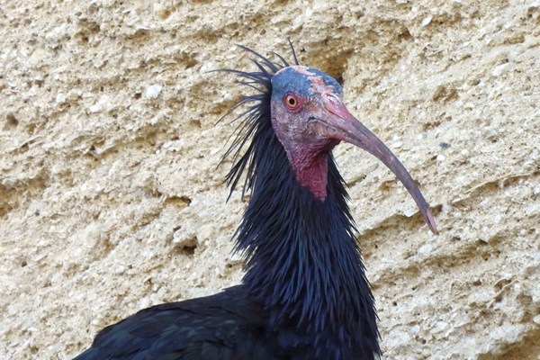 Kaalkopibis (Northern bald ibis)
