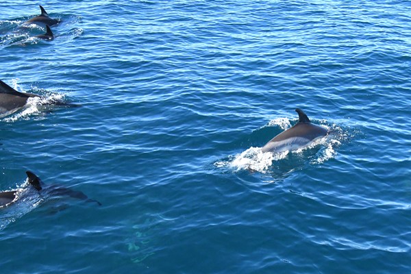 Gewone dolfijn (Delphinus delphis)