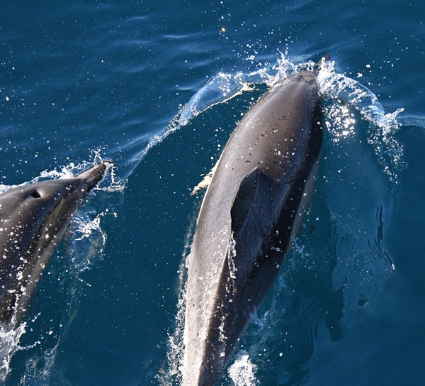 Gewone dolfijn (Delphinus delphis)