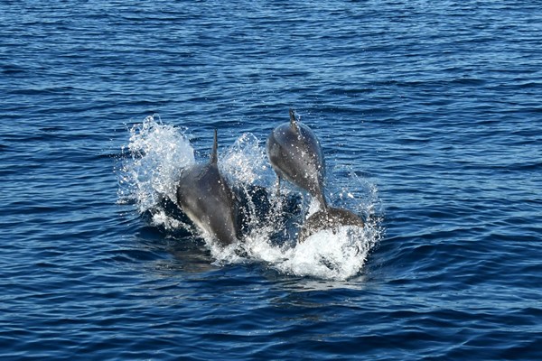 Tuimelaar (Tursiops truncatus)