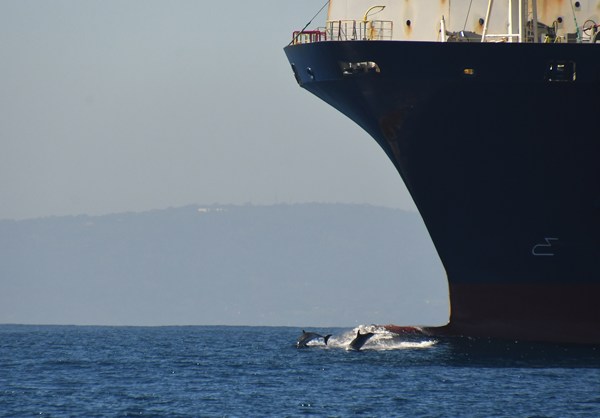 Tuimelaars bij heel groot schip