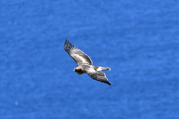 Dwergarend (Booted eagle)