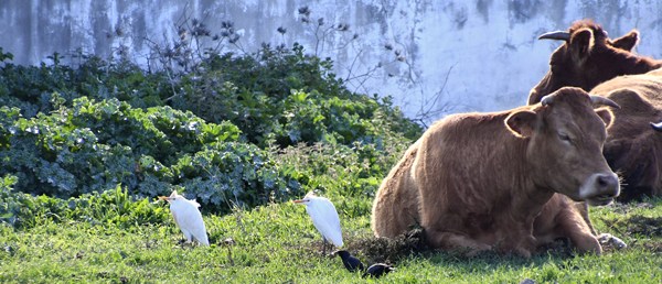 Koereiger en zwarte spreeuw (Cattle egret and Spotless starling)