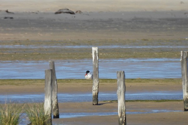 Grote stern (Sandwich tern)