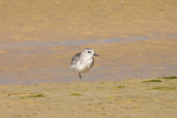 Zilverplevier (Grey plover)