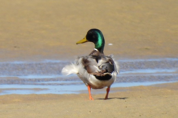 Wilde eend (Mallard)