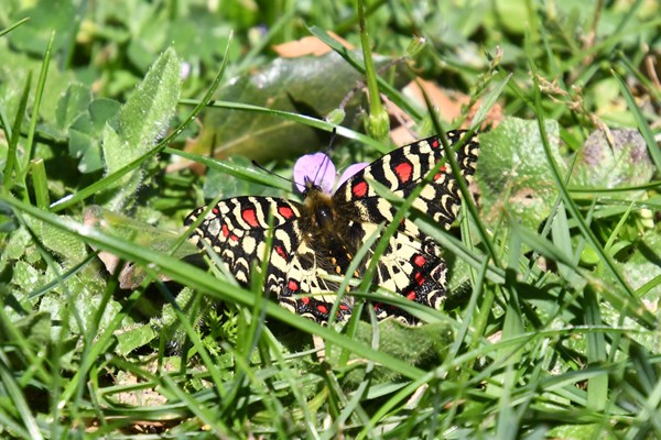 Spaanse pijpbloemvlinder (Zerynthia rumina)