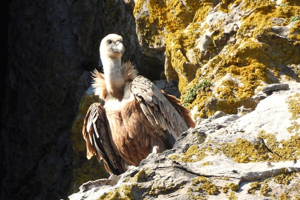 Vale gier (Griffon vulture)