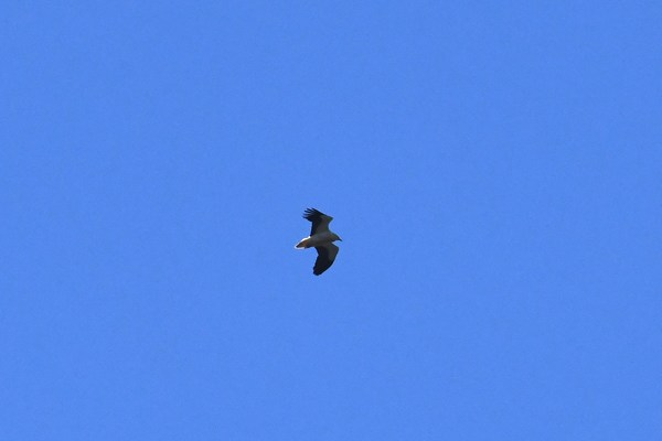 Aasgier (Egyptian vulture)