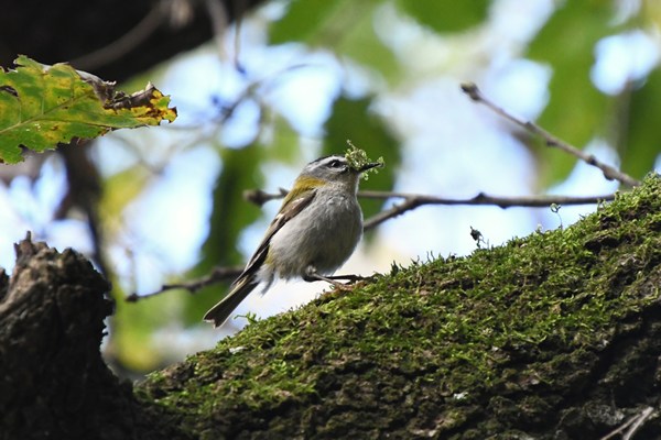 Vuurgoudhaan (Firecrest)